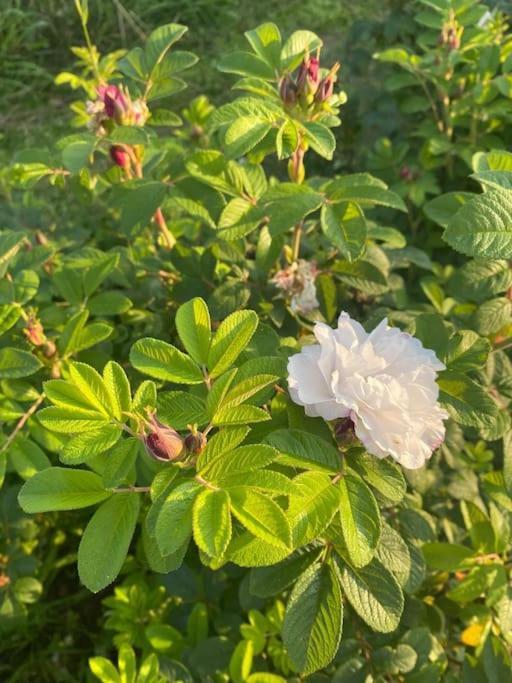 Droemhus Pa Oesterlen Glemminge Dış mekan fotoğraf